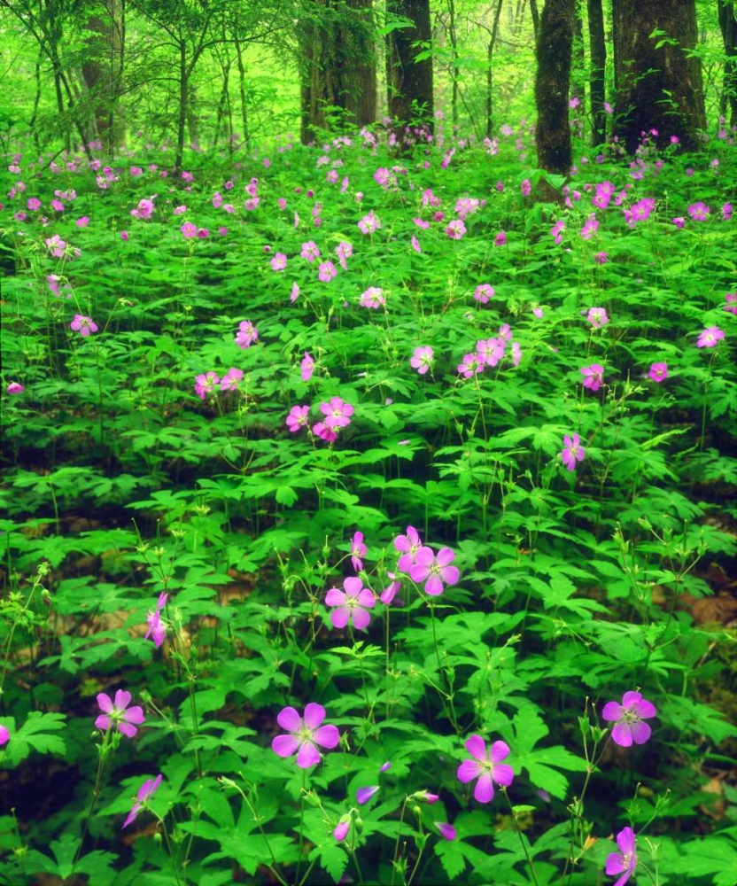 TN, Great Smoky Mts NP Flowers in the forest art print by Christopher Talbot Frank for $57.95 CAD