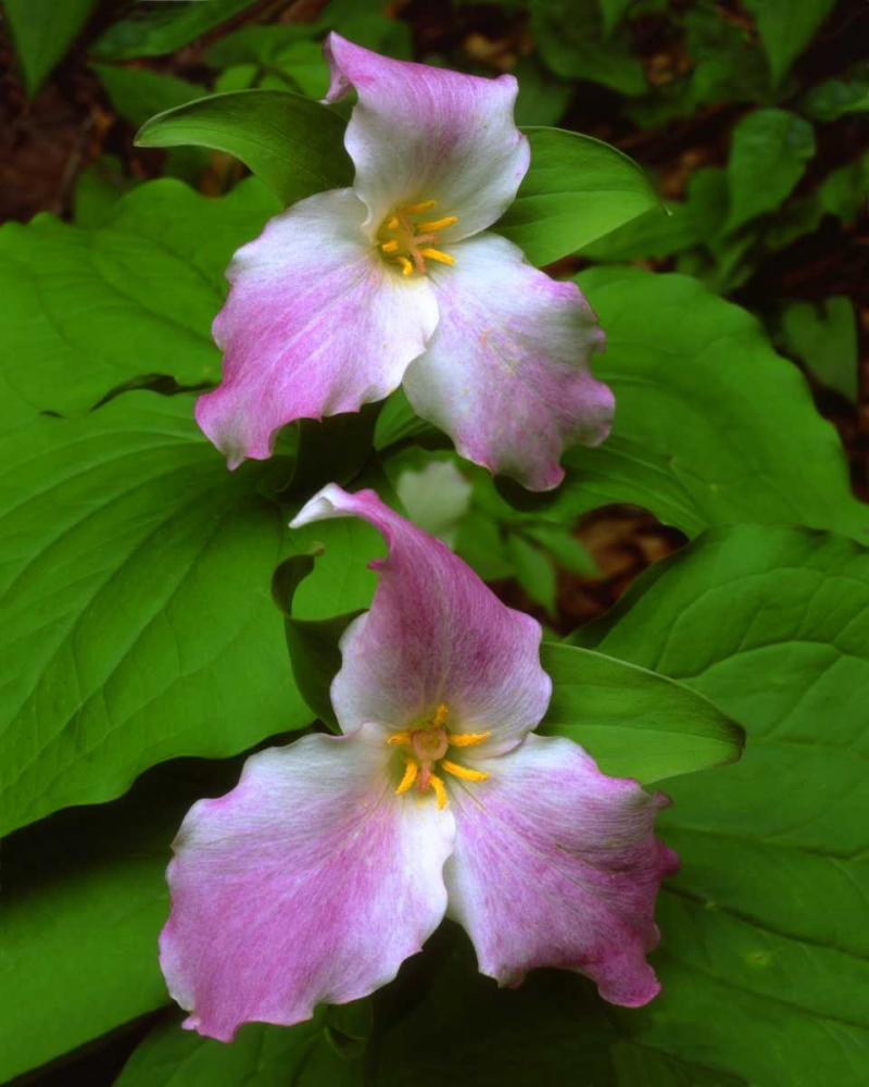 Tennessee, Great Smoky Mts Trillium flowers art print by Christopher Talbot Frank for $57.95 CAD