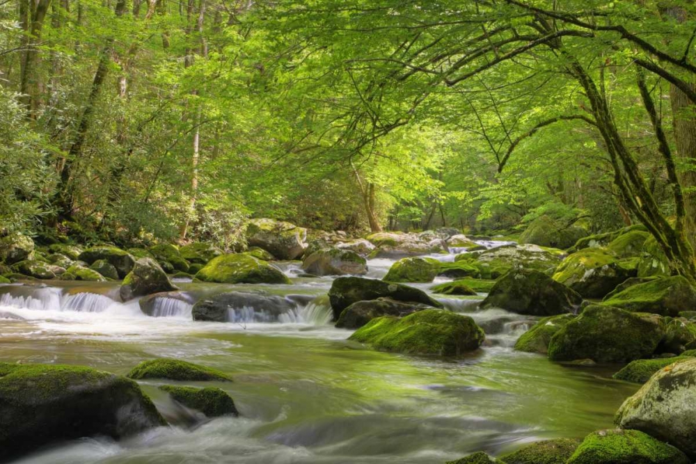 TN, Great Smoky Mts Cascading creek in spring art print by Dennis Flaherty for $57.95 CAD