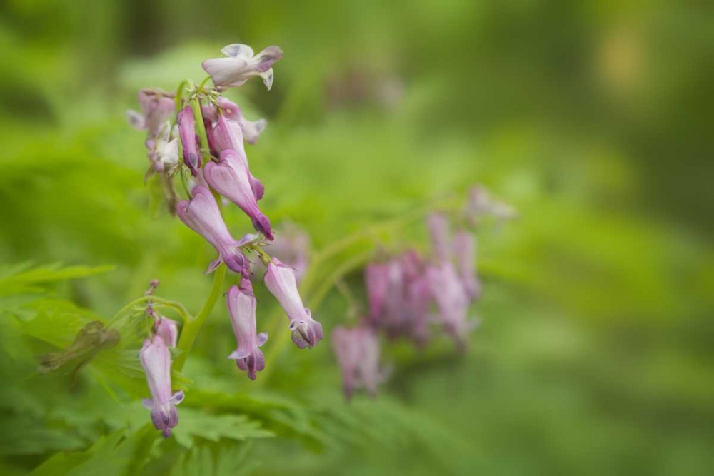 TN, Great Smoky Mts Bleeding heart in Cades Cove art print by Don Grall for $57.95 CAD