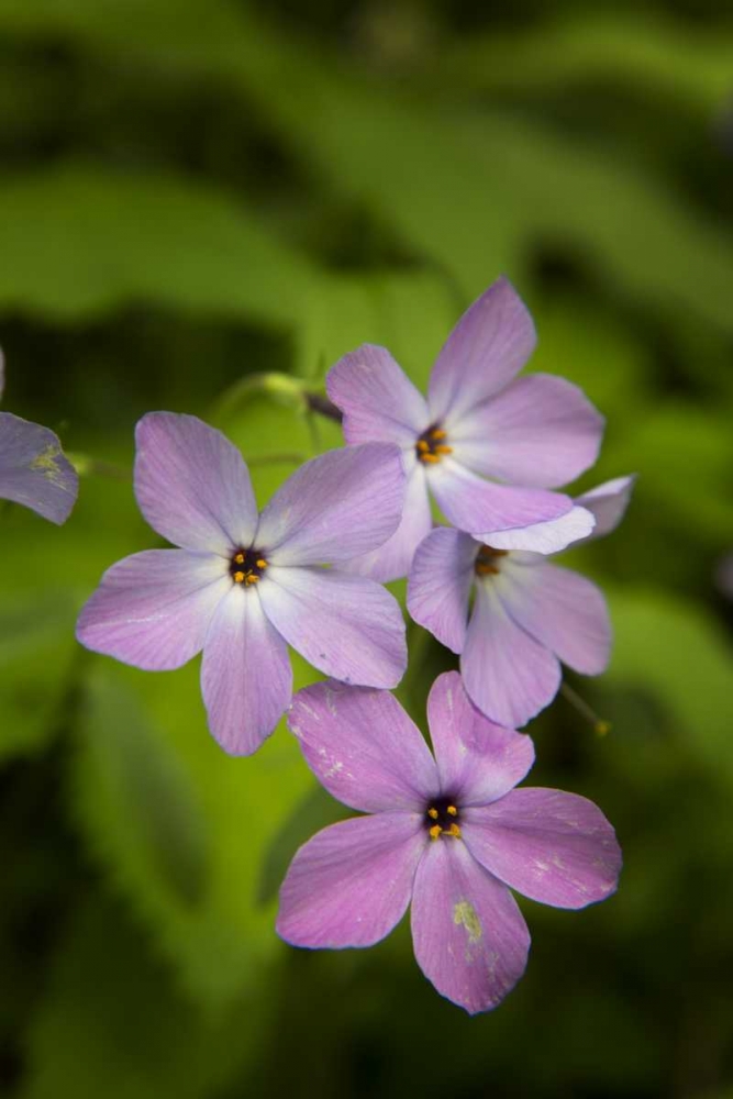 Tennessee, Great Smoky Mts Blue phlox flower art print by Don Grall for $57.95 CAD