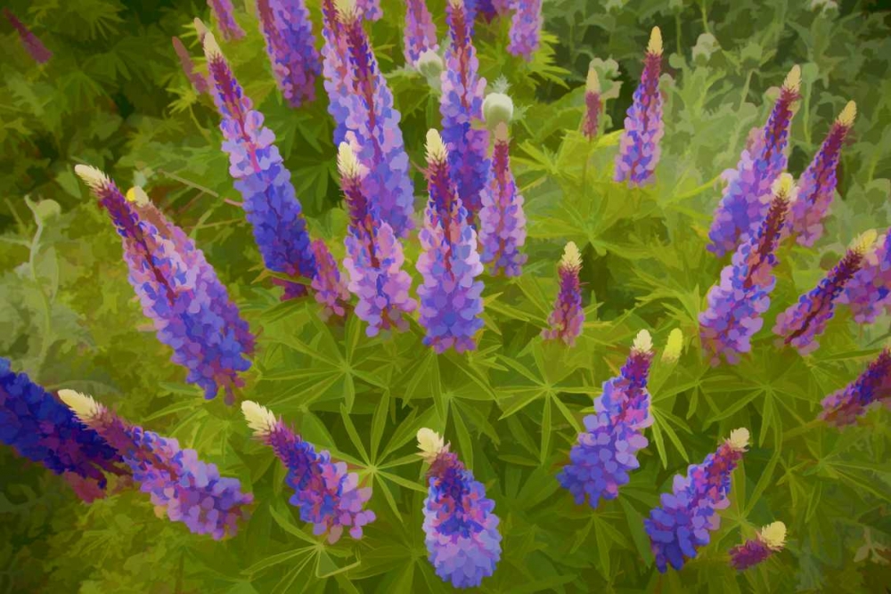 Tennessee Painterly effect on lupine flowers art print by Jim Zuckerman for $57.95 CAD