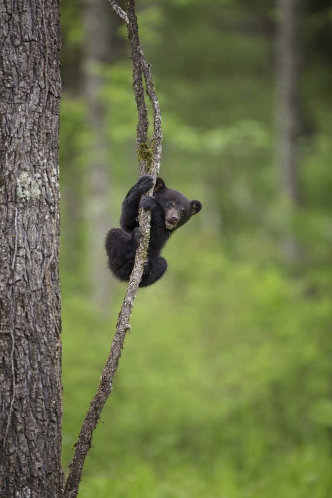 Tennessee Black bear cub playing on tree limb art print by Don Grall for $57.95 CAD