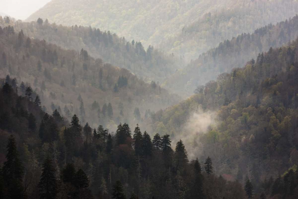 TN, Great Smoky Mts Mist rises in a valley art print by Don Grall for $57.95 CAD