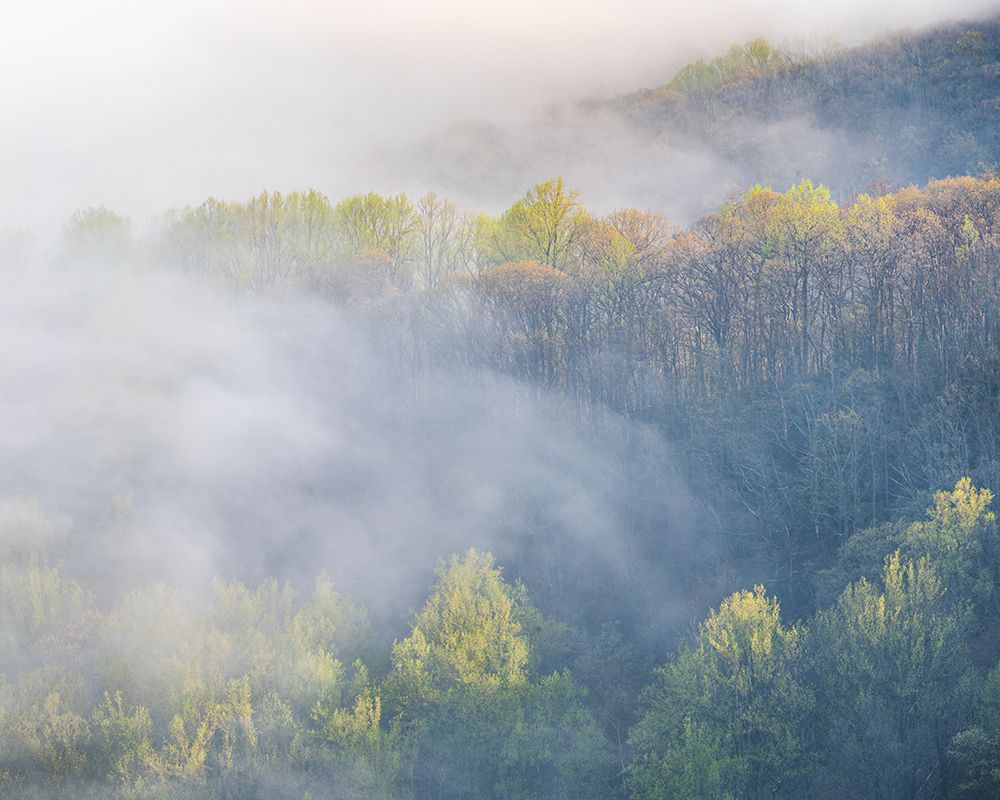 USA-Tennessee-Smokey Mountains National Park. Sunrise mist on mountain forest. art print by Jaynes Gallery for $57.95 CAD