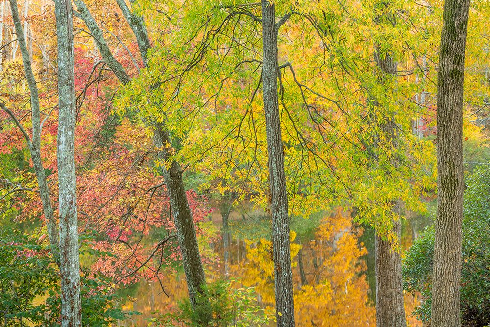 USA, Tennessee, Natchez Trace State Park. Forest and lake in autumn. art print by Jaynes Gallery for $57.95 CAD