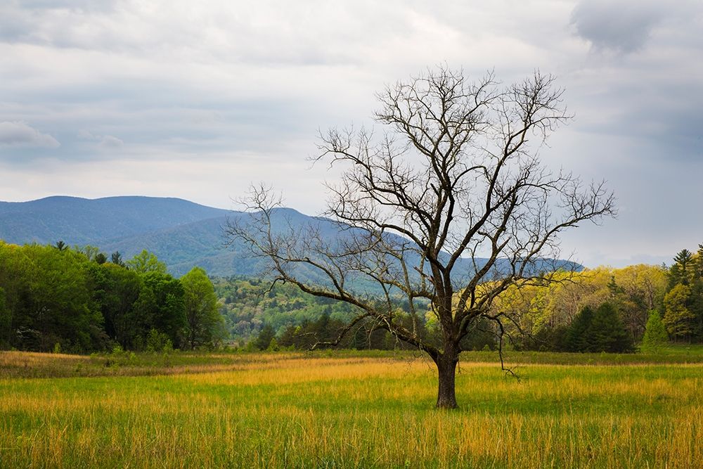 Tennessee Lone tree in field at Cades Cove art print by Joanne Wells for $57.95 CAD