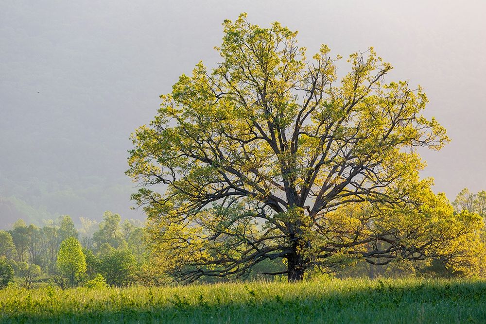 Sunrise in Cades Cove in spring-Great Smoky Mountains National Park-Tennessee art print by Richard and Susan Day for $57.95 CAD