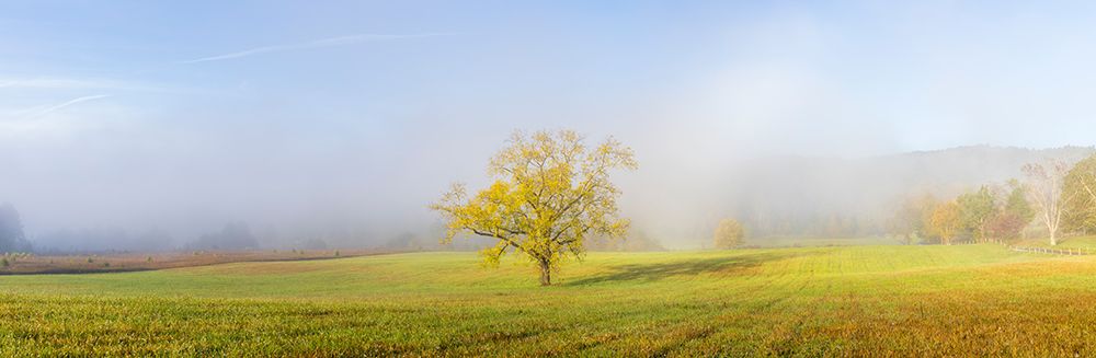 Walnut tree in fall and fog Cades Cove-Great Smoky Mountains National Park-Tennessee art print by Richard and Susan Day for $57.95 CAD