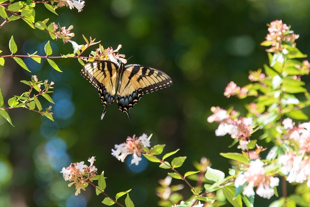 Tennessee Eastern Tiger Swallowtail gathers nectar on glossy abelia flowers art print by Trish Drury for $57.95 CAD