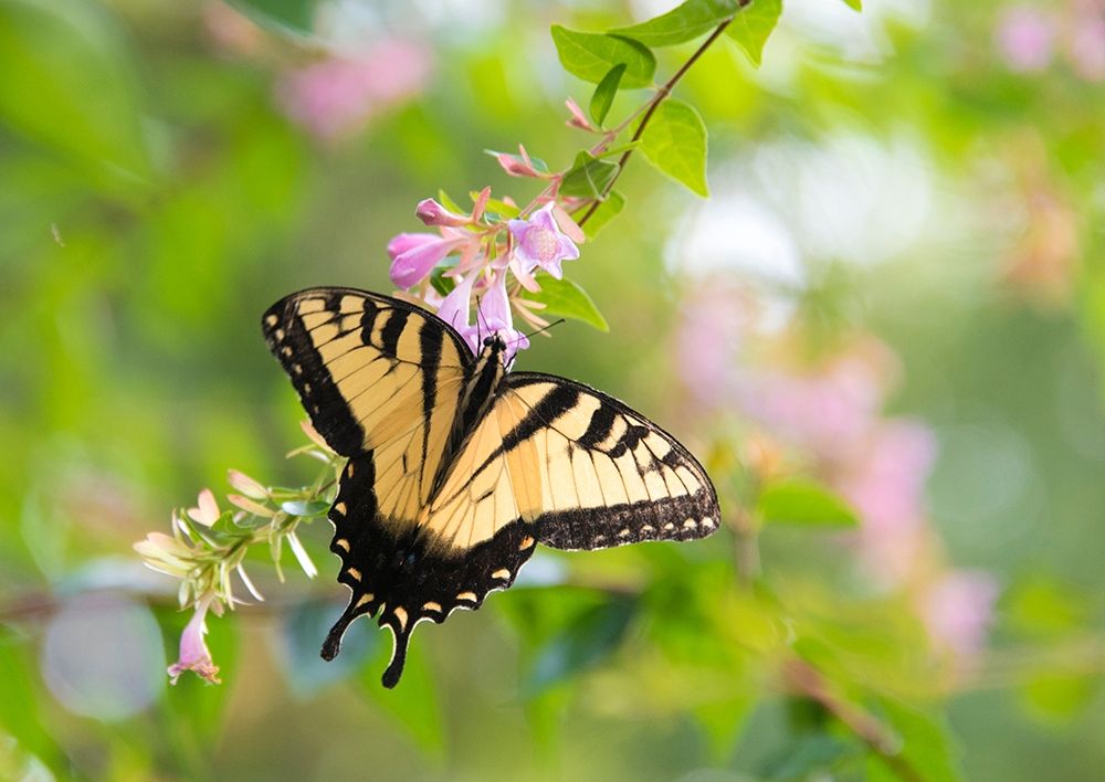 Tennessee Tiger Swallowtail gets nectar from glossy abelia flowers art print by Trish Drury for $57.95 CAD