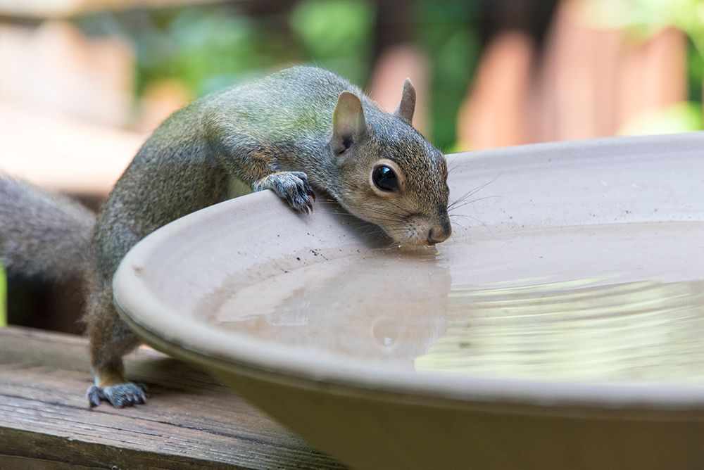 USA-Tennessee Eastern gray squirrel drinks at bird bath reflected in water art print by Trish Drury for $57.95 CAD