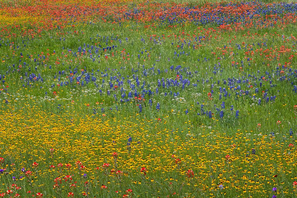 Meadow of red Texas Paintbrush and Purple-head Sneezeweed and bluebonnets art print by Adam Jones for $57.95 CAD