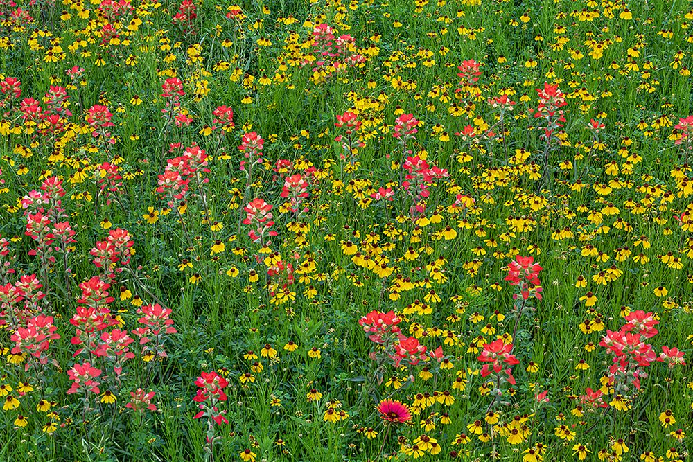 Meadow of red Texas Paintbrush and Purple-head Sneezeweed-Texas hill country-near Marble Falls art print by Adam Jones for $57.95 CAD