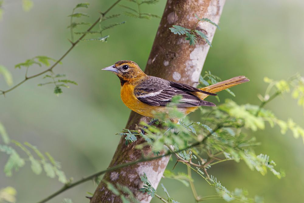 Female Orchard oriole-South Padre Island-Texas art print by Adam Jones for $57.95 CAD