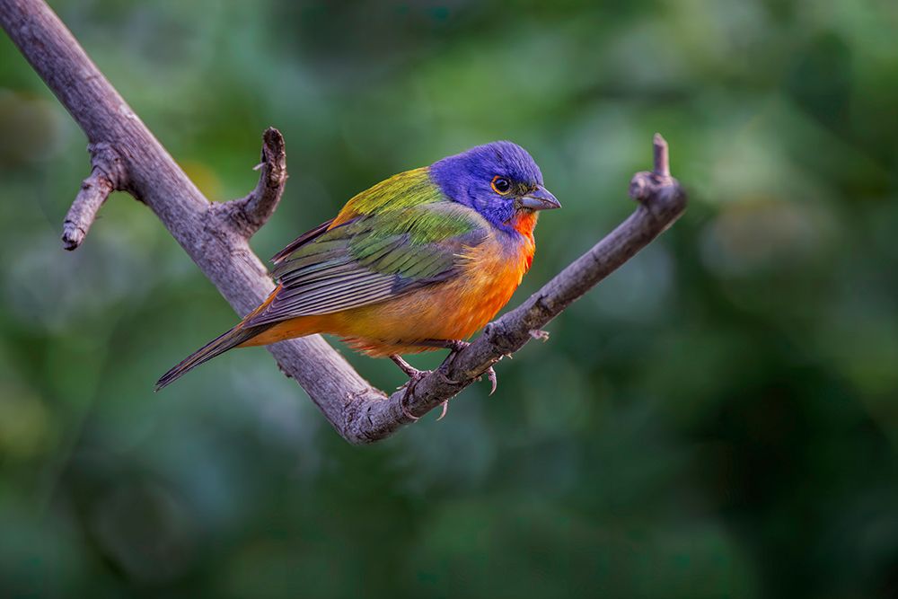 Male Painted bunting South Padre Island-Texas art print by Adam Jones for $57.95 CAD