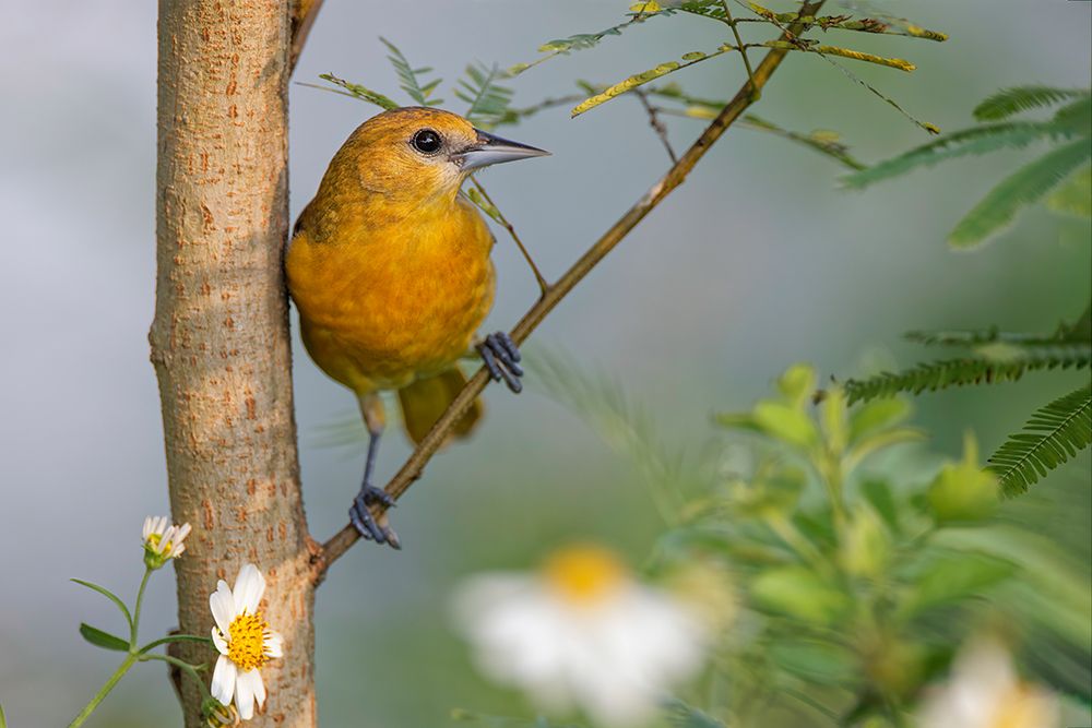 Female Orchard oriole-South Padre Island-Texas art print by Adam Jones for $57.95 CAD