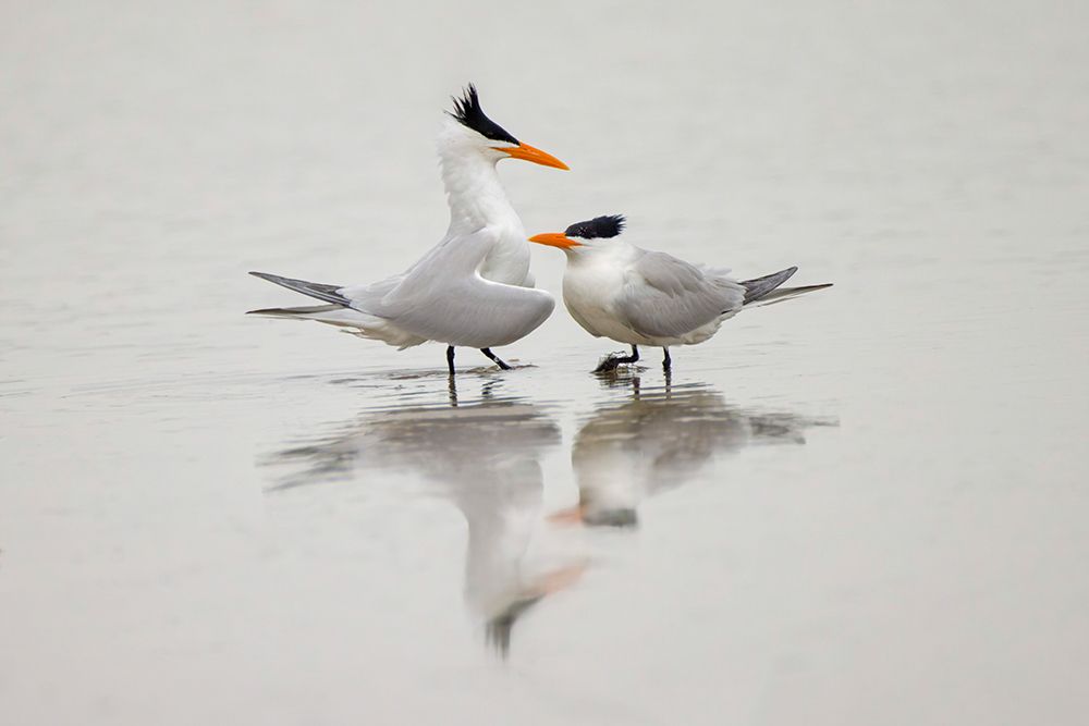 Royal terns in courtship display-South Padre Island-Texas art print by Adam Jones for $57.95 CAD
