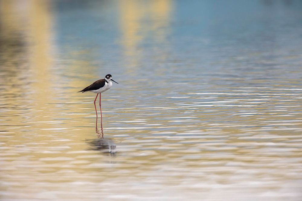 Single Black-necked stilt standing together with reflection on water-South Padre Island-Texas art print by Adam Jones for $57.95 CAD