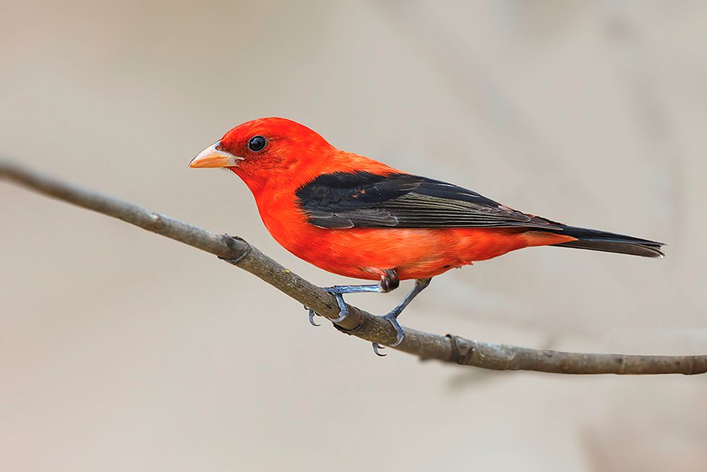 Scarlet tanager-South Padre Island-Texas art print by Adam Jones for $57.95 CAD