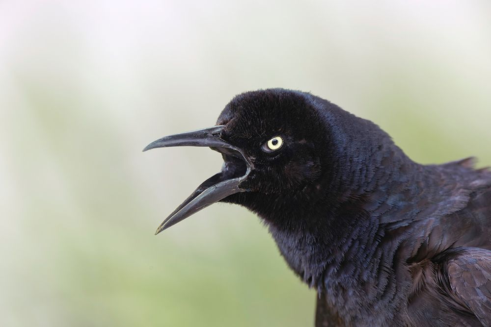 Great-tailed Grackle close-up-South Padre Island-Texas art print by Adam Jones for $57.95 CAD