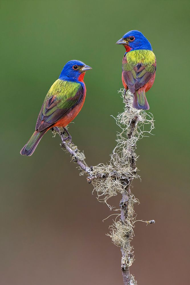 Pair of male Painted buntings Rio Grande Valley-Texas art print by Adam Jones for $57.95 CAD