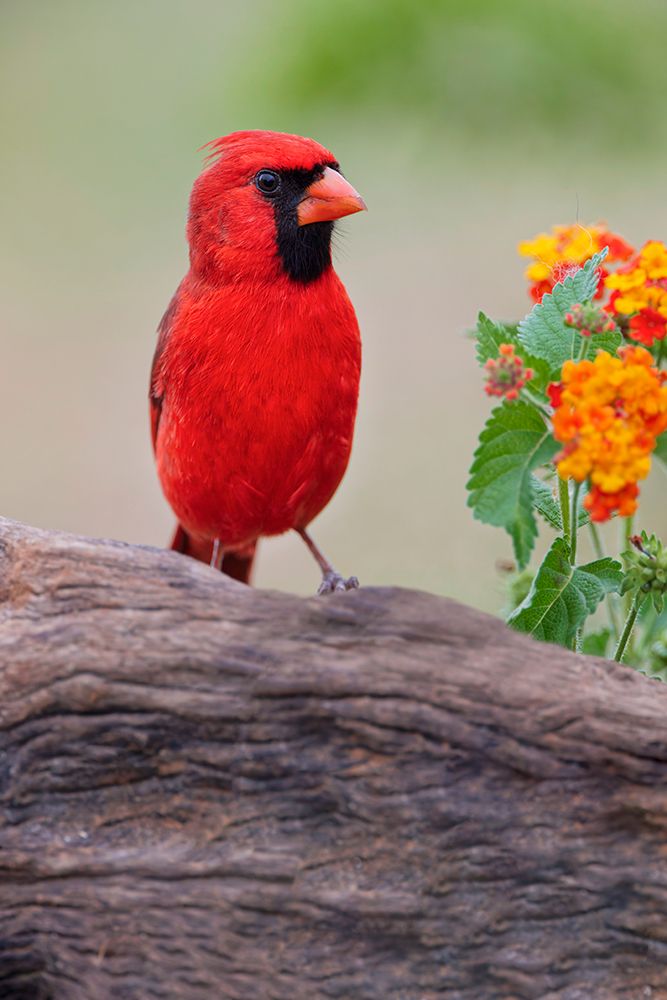 Male cardinal and flowers-Rio Grande Valley-Texas art print by Adam Jones for $57.95 CAD