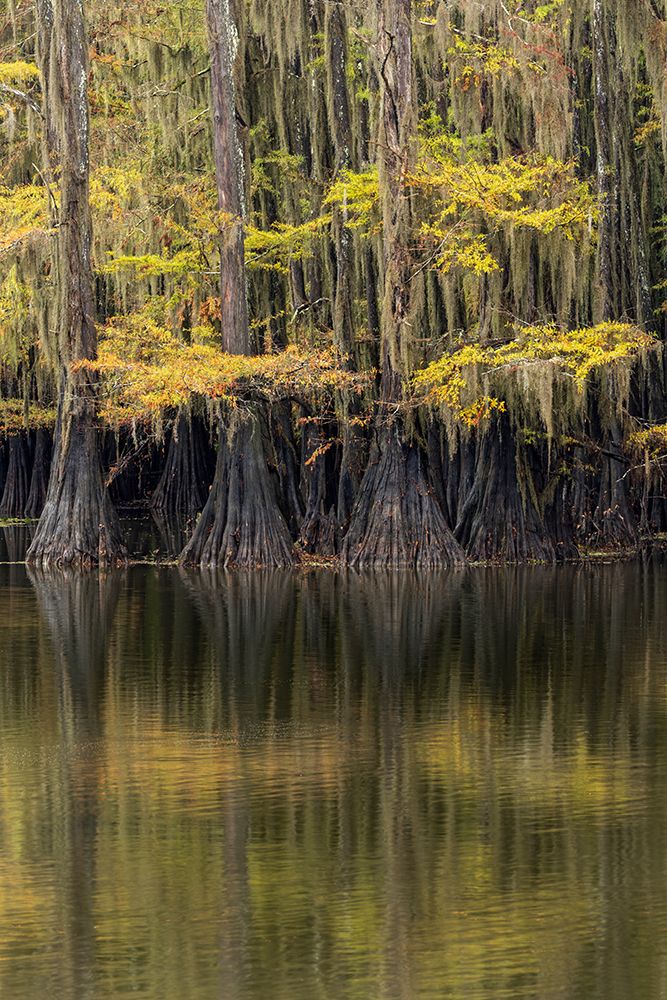 Bald Cypress tree draped in Spanish moss with fall colors Caddo Lake State Park-Uncertain-Texas art print by Adam Jones for $57.95 CAD