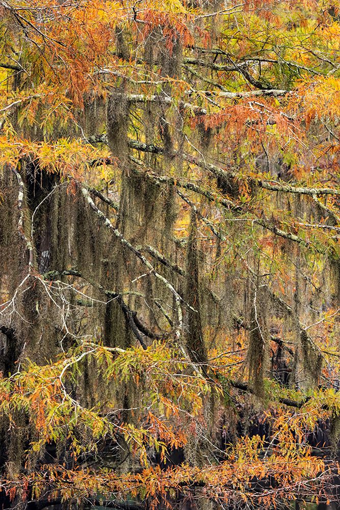 Bald Cypress tree draped in Spanish moss with fall colors Caddo Lake State Park-Uncertain-Texas art print by Adam Jones for $57.95 CAD