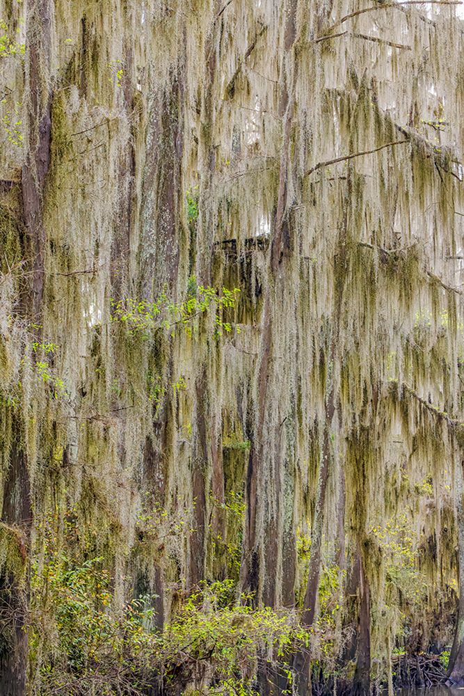 Bald cypress trees draped in Spanish moss in autumn lining Government Ditch Caddo Lake art print by Adam Jones for $57.95 CAD