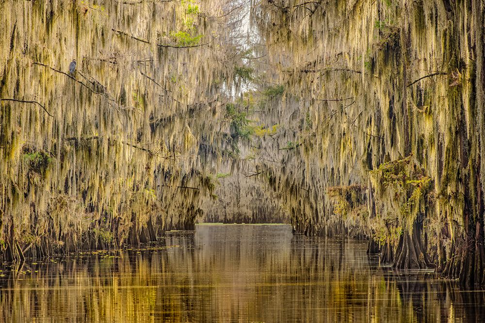Bald cypress trees draped in Spanish moss in autumn lining Government Ditch Caddo Lake art print by Adam Jones for $57.95 CAD