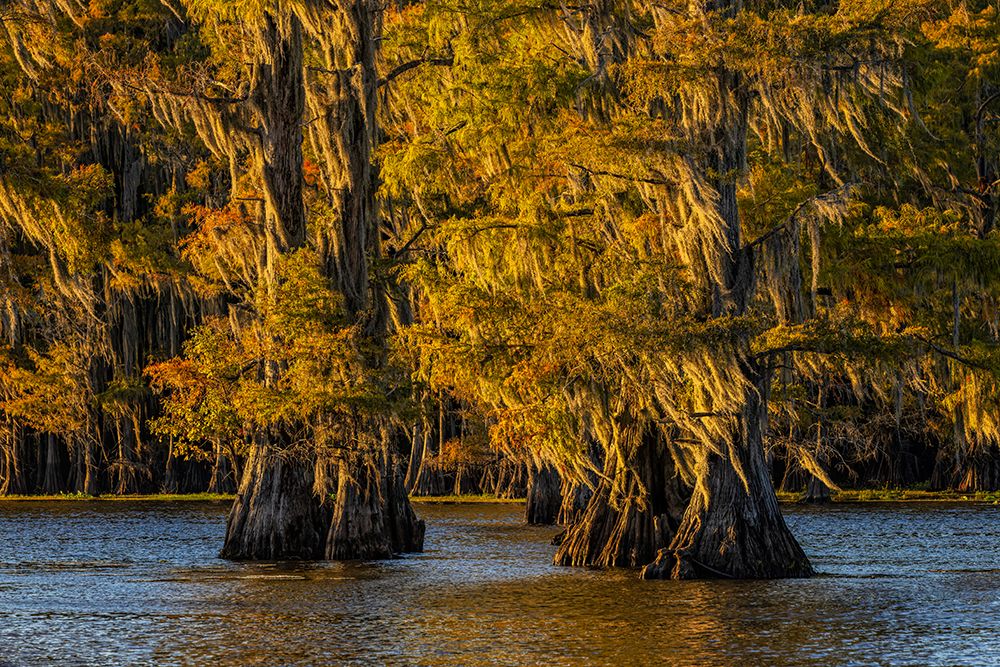 Bald cypress trees in autumn colors at sunset Caddo Lake-Uncertain-Texas art print by Adam Jones for $57.95 CAD