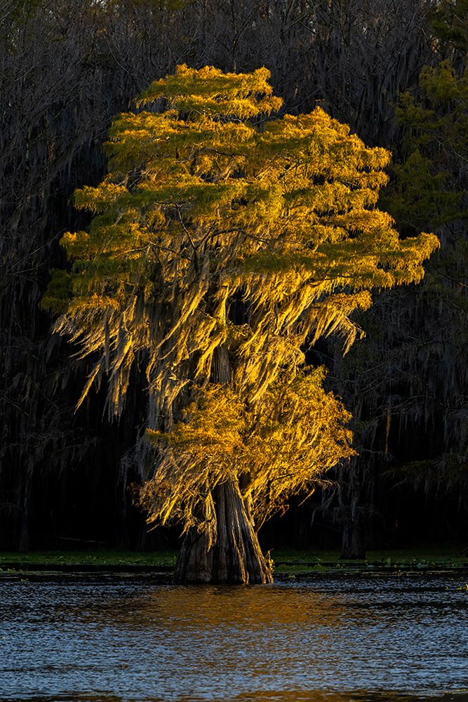 Bald cypress trees in autumn colors at sunset Caddo Lake-Uncertain-Texas art print by Adam Jones for $57.95 CAD