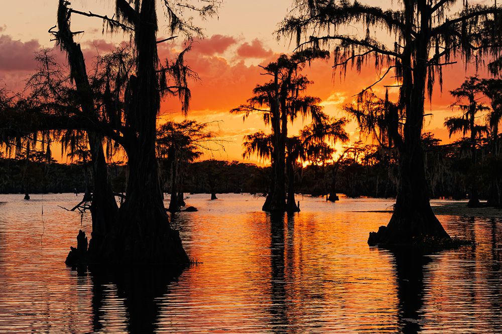 Bald cypress trees silhouetted at sunset Caddo Lake-Uncertain-Texas art print by Adam Jones for $57.95 CAD