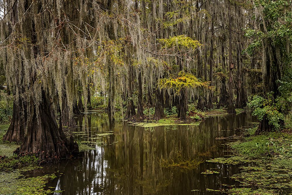 Cypress trees and Spanish moss lining shoreline of Caddo Lake-Uncertain-Texas art print by Adam Jones for $57.95 CAD