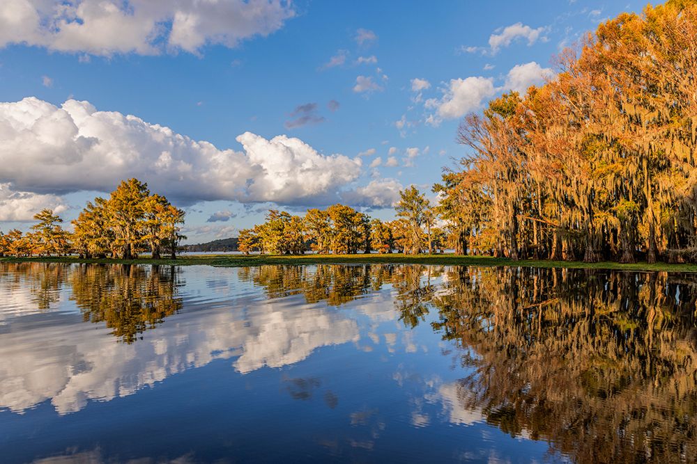 Bald cypress trees in autumn reflected on lake Caddo Lake-Uncertain-Texas art print by Adam Jones for $57.95 CAD