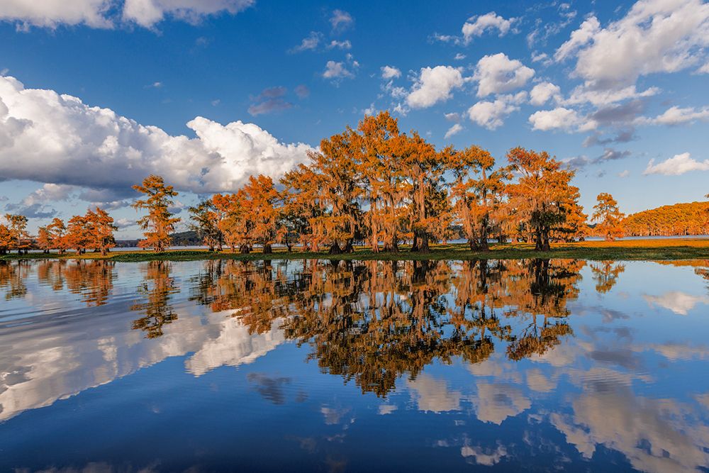 Bald cypress trees in autumn reflected on lake Caddo Lake-Uncertain-Texas art print by Adam Jones for $57.95 CAD