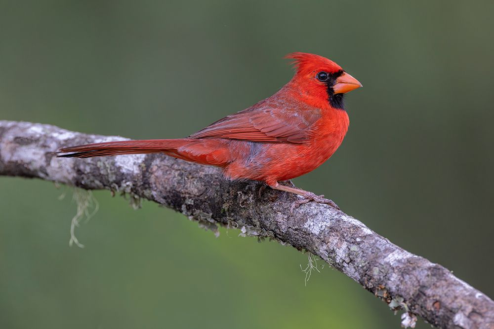 Male Northern Cardinal Cardinalis cardinals-Rio Grande Valley-Texas art print by Adam Jones for $57.95 CAD