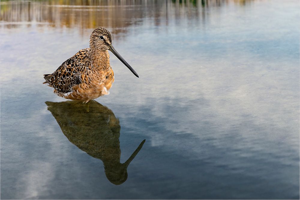 Short-billed dowitcher-South Padre Island-Texas art print by Adam Jones for $57.95 CAD