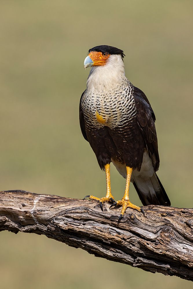Crested caracara with full crop-Rio Grande Valley-Texas art print by Adam Jones for $57.95 CAD