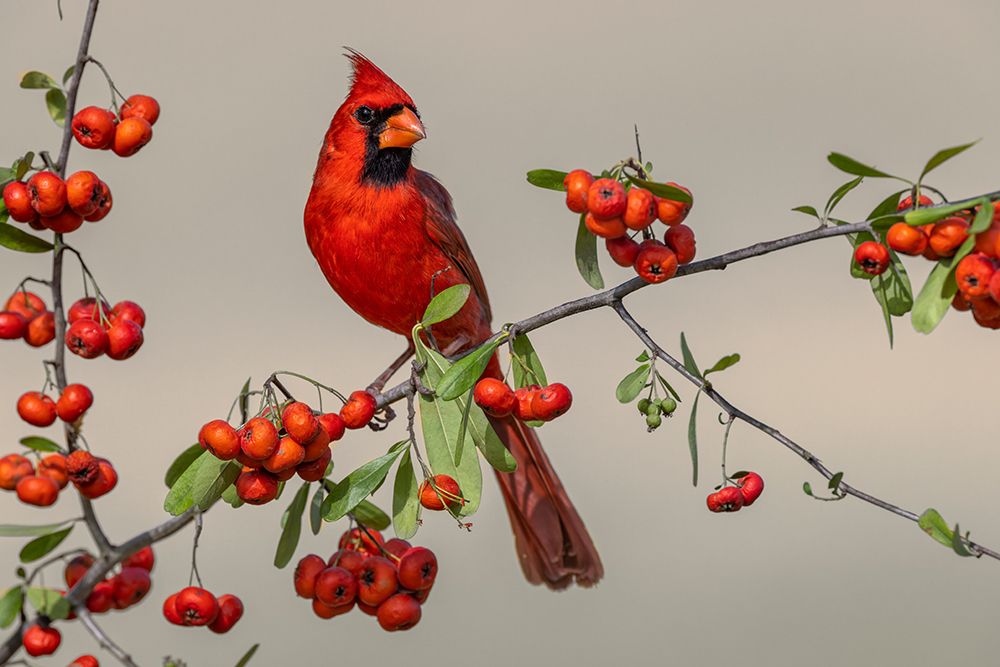 Male Northern Cardinal-Rio Grande Valley-Texas art print by Adam Jones for $57.95 CAD