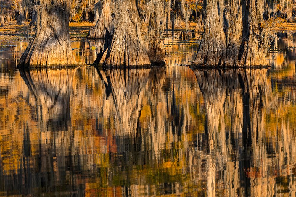 Bald cypress trees reflecting autumn colors in southern swamp, Caddo Lake, Texas. art print by Adam Jones for $57.95 CAD