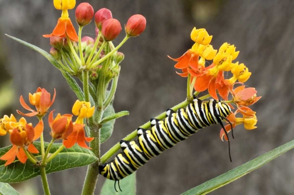 TX, Hill Country Monarch butterfly caterpillar art print by Dave Welling for $57.95 CAD