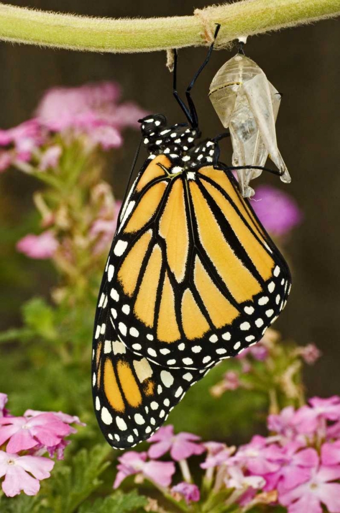 TX, Hill Country Monarch butterfly just hatched art print by Dave Welling for $57.95 CAD