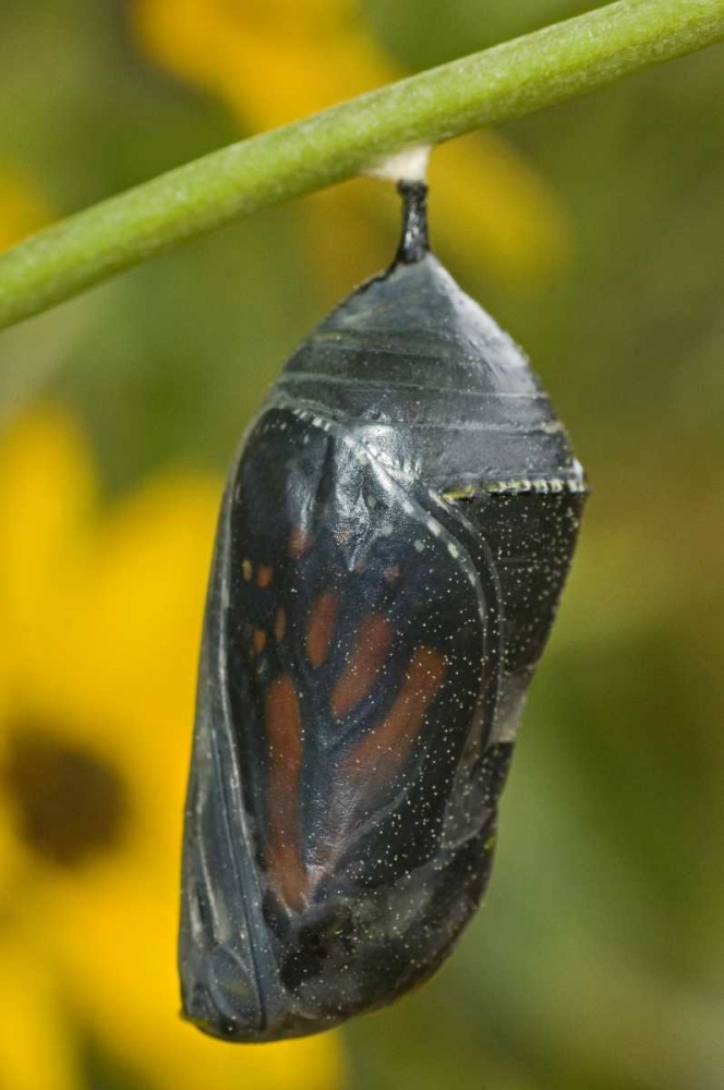 TX, Hill Country Monarch butterfly chrysalis art print by Dave Welling for $57.95 CAD