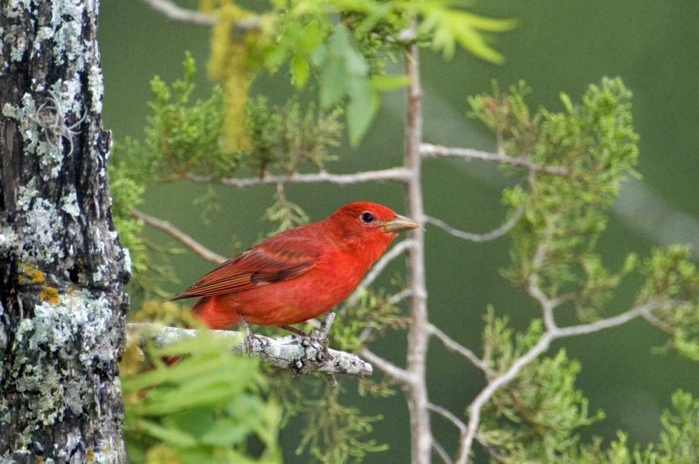 TX, Hill Country Summer tanager on tree limb art print by Dave Welling for $57.95 CAD