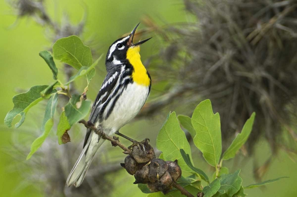TX, Hill Country Yellow-throated warbler singing art print by Dave Welling for $57.95 CAD