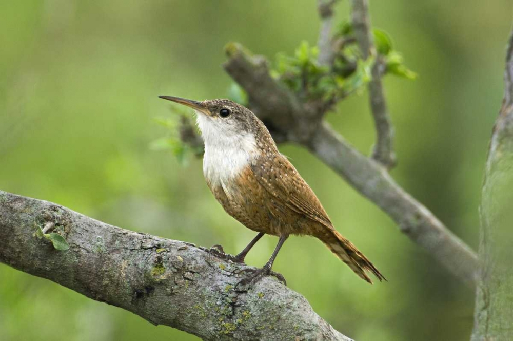 Texas, Hill Country Canyon wren on tree branch art print by Dave Welling for $57.95 CAD