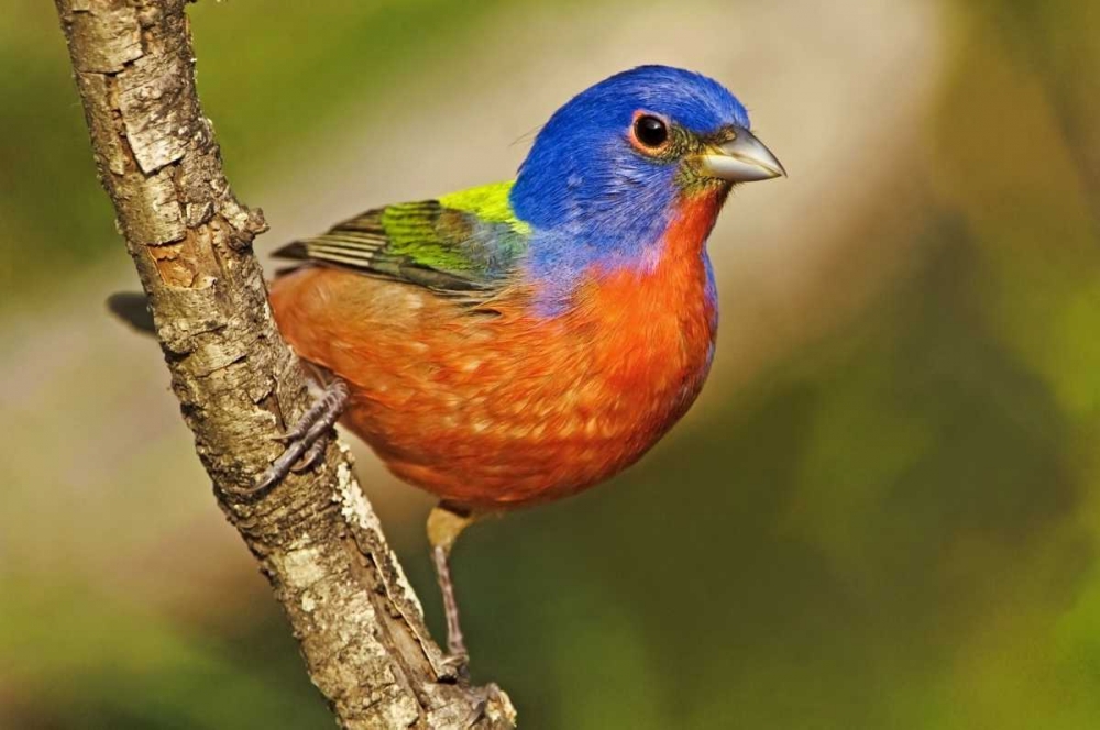 TX, McAllen Male painted bunting perched in tree art print by Dave Welling for $57.95 CAD