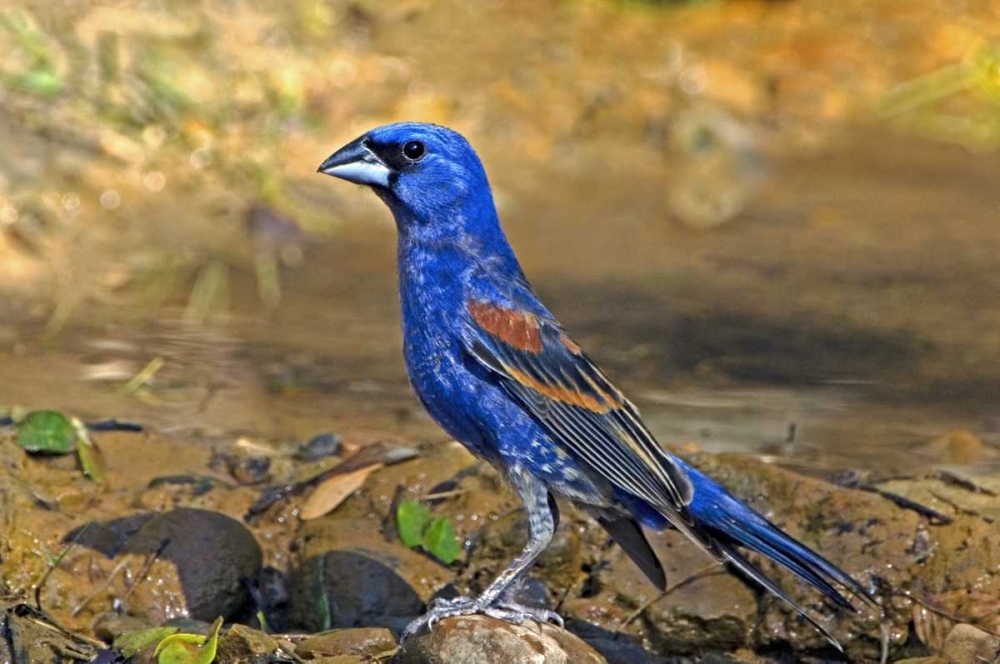 TX, McAllen Blue grosbeak male on rock in pond art print by Dave Welling for $57.95 CAD